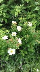 Anyone know the name of this shrub?