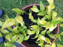 Does anyone recognise this shrub?