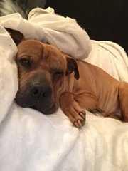 Alfie is being PTS tomorrow. I’m heartbroken.