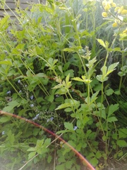 Weeds, nice plants, horrid plants??