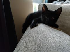 Meet Enid