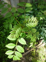 plant ID please