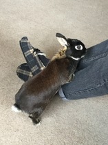 to think thathat my pet rabbits are quite happy,  actually?