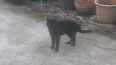 I think there's a stray cat in my garden <pictures>