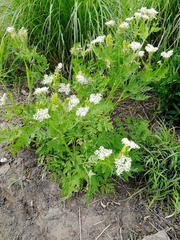 Weeds, nice plants, horrid plants??