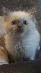 We have kittens!
