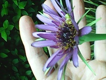 another name this plant ...