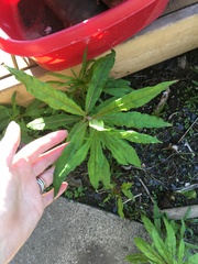 Weed?
