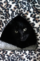 or did we get sold defective cats?