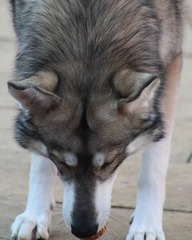 Northern Inuit/British Timber Dogs