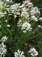 Plant ID please