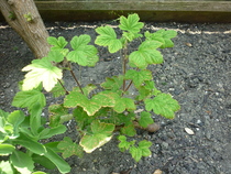 spots on Ribes sanguineum leaves