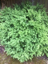 Please identify these 3 plants!