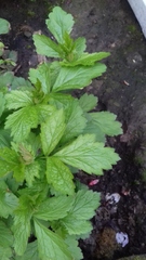Plant or weed?