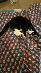 Getting a new cat, how many is too many?