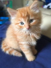 Ginger is the new black