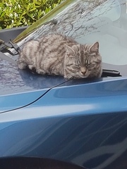 New rescue cat - AIBU
