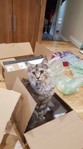 Why doesn't anyone want my cat?