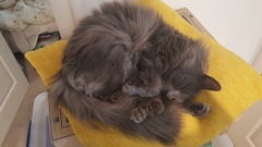 Show me your cats!
