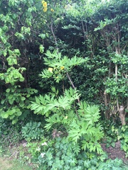 Plant I.D please