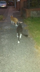What's your DCat up to today? Episode 6, Return of the... Cats?