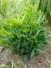 Weeds, nice plants, horrid plants??