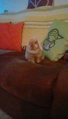 to think thathat my pet rabbits are quite happy,  actually?