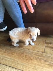 Puppy Survival Thread Part 6