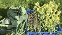 Allotment/Veg Patch Thread 12! Plotmenters hoping for better weather