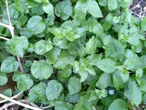 To think these are weeds?