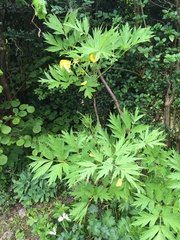 Plant I.D please
