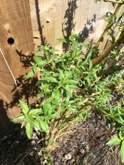 Help with a fuchsia