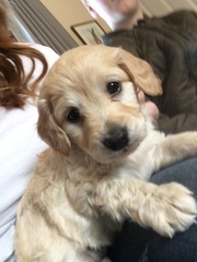 Tips for surviving puppy motherhood? 🐶