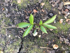 Plant ID