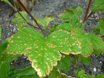 spots on Ribes sanguineum leaves