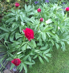 Show off your peonies!