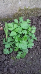 Plant or weed?