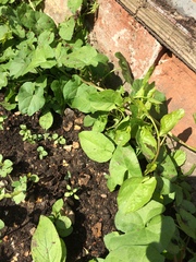 what is this taking over my salad patch?!