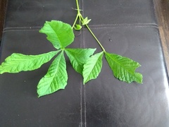 What plant is this?