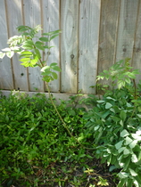 plant ID please