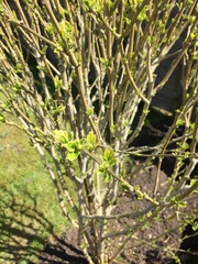 What's this shrub?