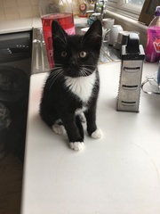 New kitten !!