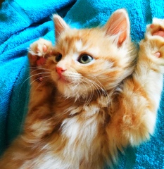Ginger is the new black