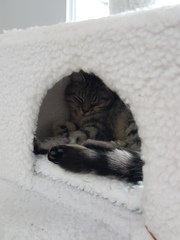 We have a cat. I feel like a terrified new parent.