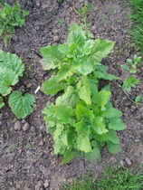 Yet another plant ID?