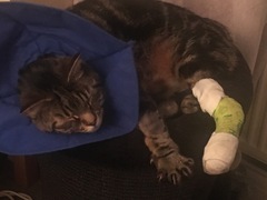 What's your DCat up to today? Episode 6, Return of the... Cats?