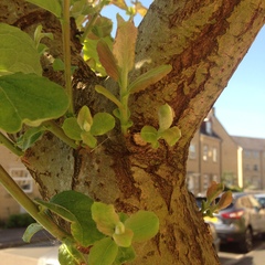 Could anyone ID this tree for me please?