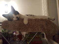 What's your DCat up to today? Episode 6, Return of the... Cats?