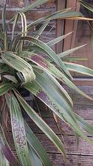Ornamental grass