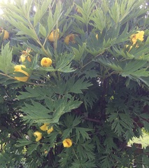 Show off your peonies!